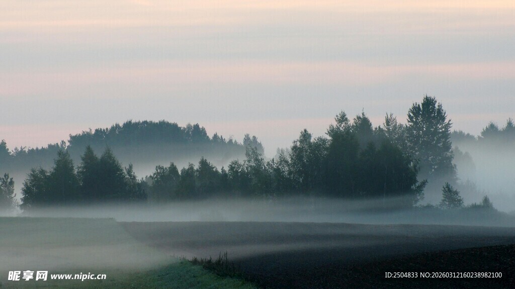 晨雾中的宁静田野树林
