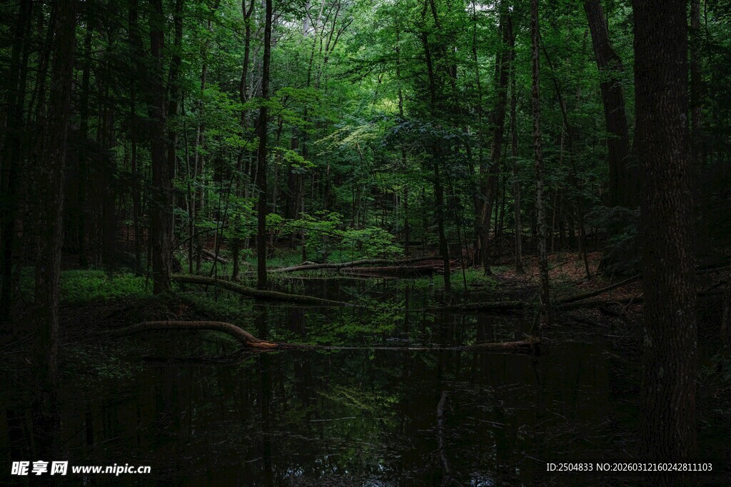 静谧森林中的清幽水域