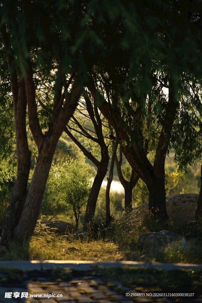 林间光影下的静谧树木