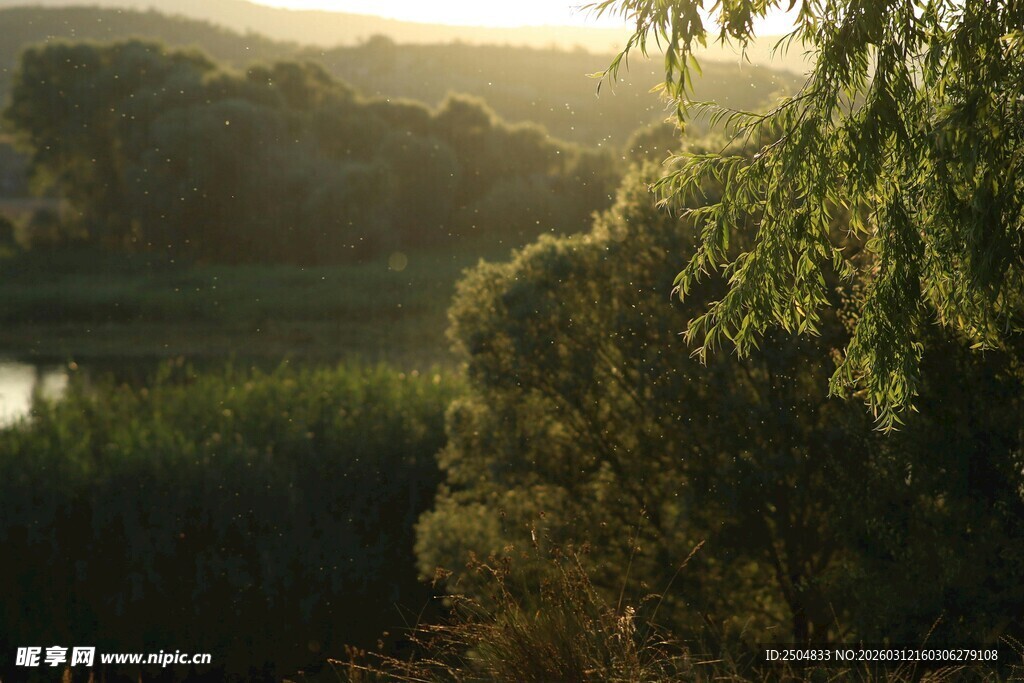 清晨林间河畔的美丽景致