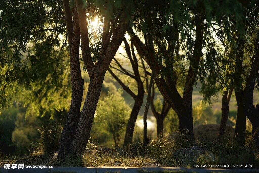 林间晨光 静谧自然之景