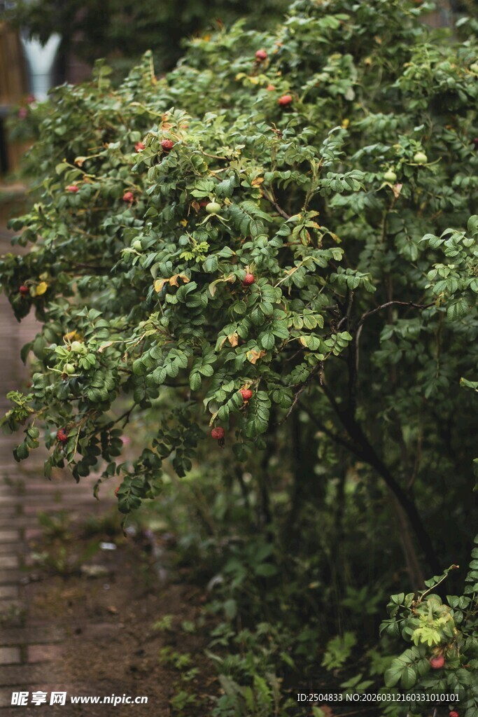小径旁繁茂的绿色灌木丛