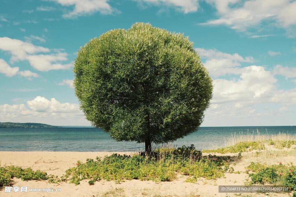 海边独树 自然静谧之景