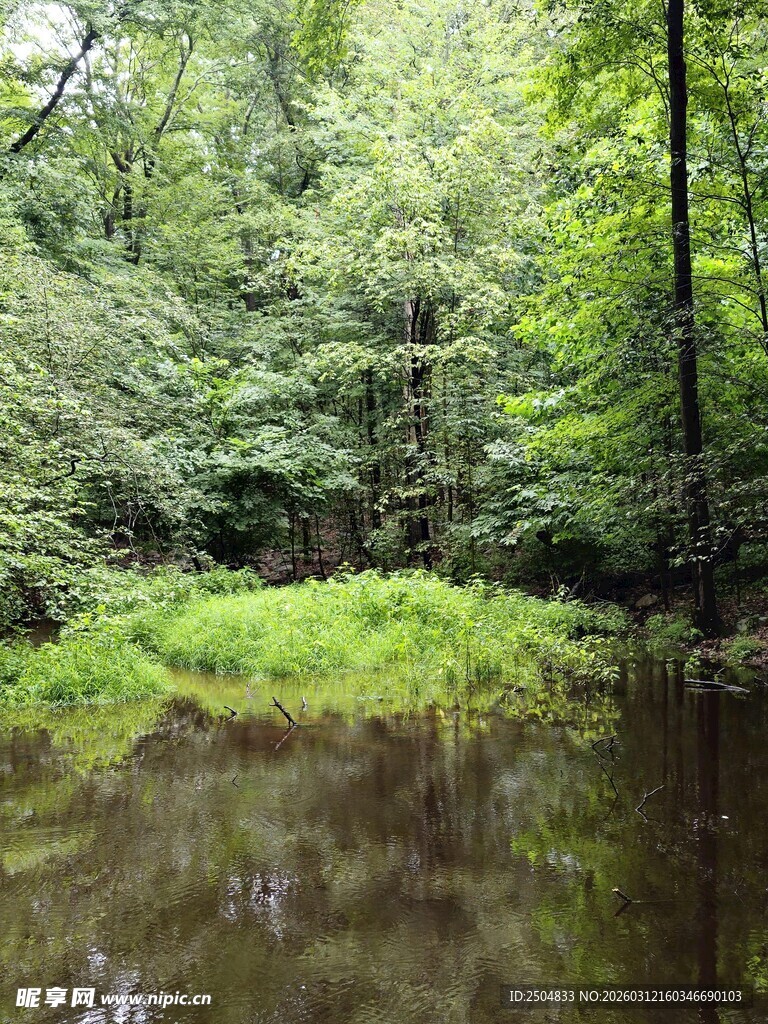 林间静谧小河畔的绿意