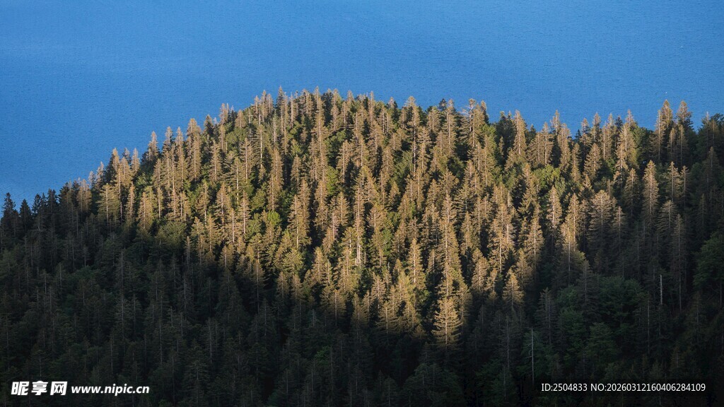 阳光照耀下的茂密山林