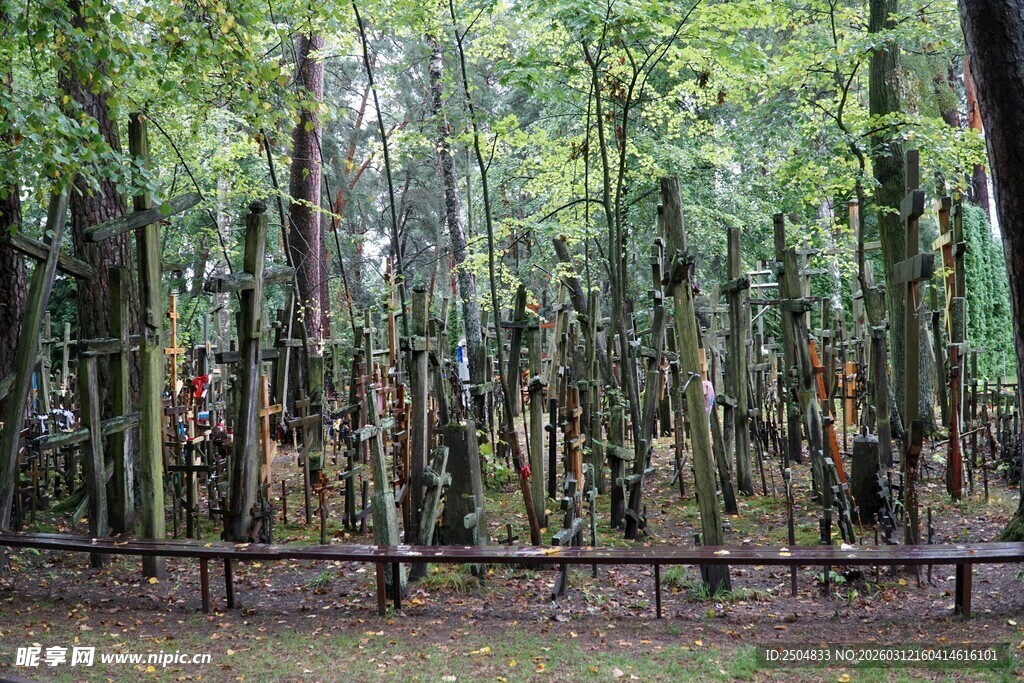 茂密森林中的木围栏景观