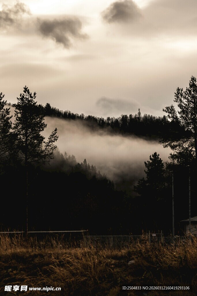 山间晨雾中的树林美景