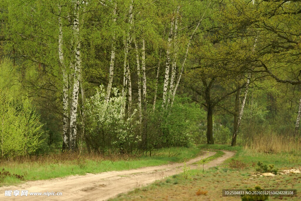 林间蜿蜒小路 绿意盎然