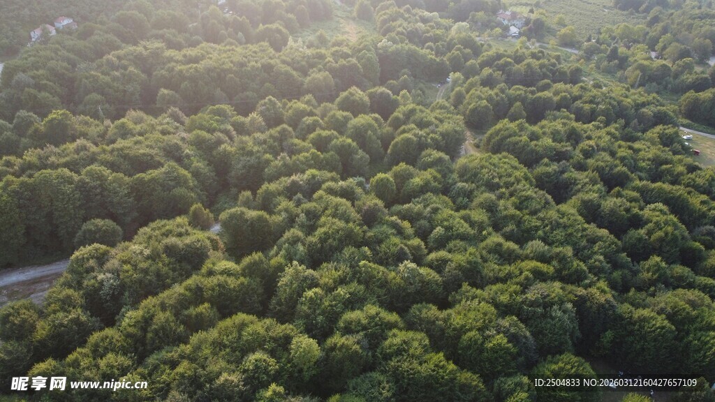 俯瞰翠绿茂密森林景观