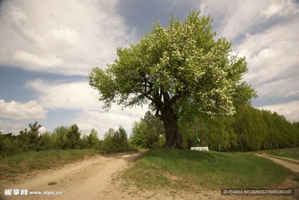 乡间孤树旁的蜿蜒小路