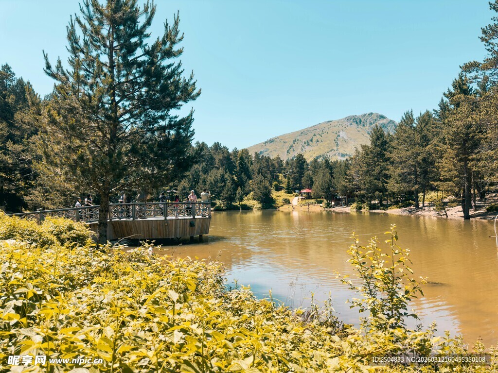 湖畔黄花与松林美景