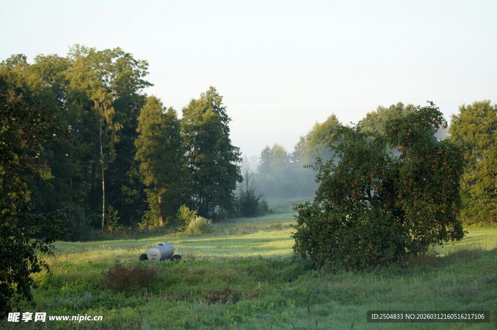 清晨林间草地美景