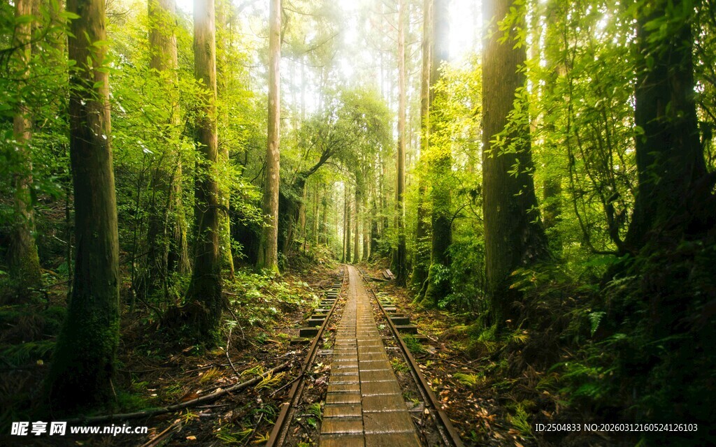 林间小径 阳光洒落的静谧