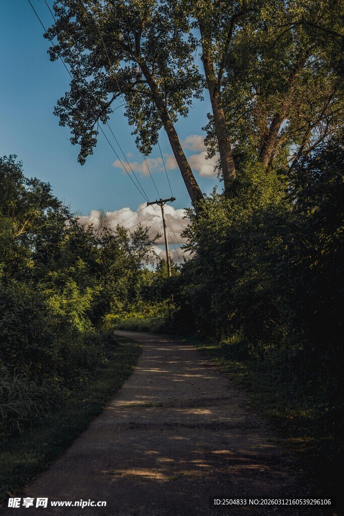 林间小径 沐浴阳光绿意