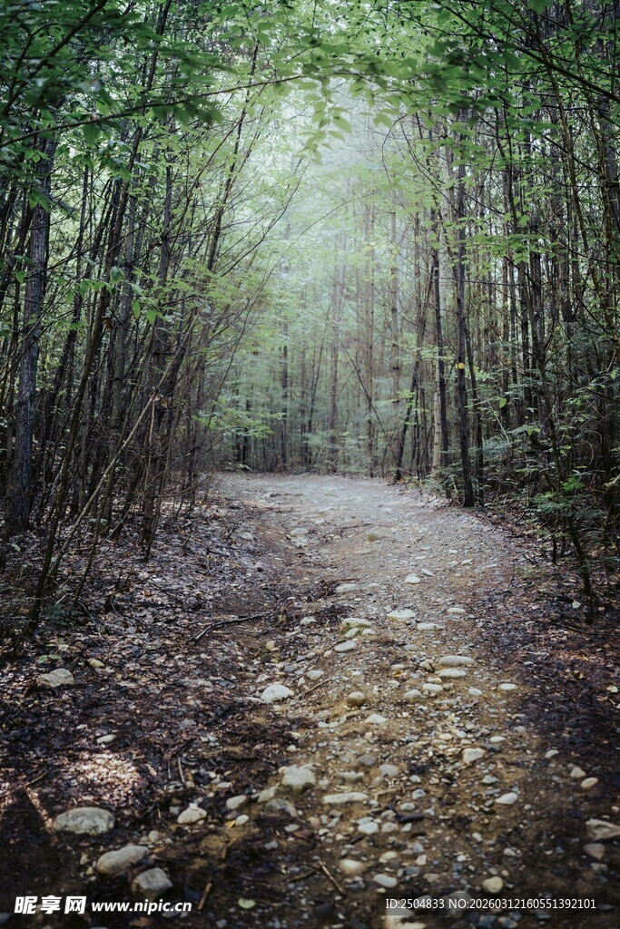 林间幽径 绿意盎然的自然路