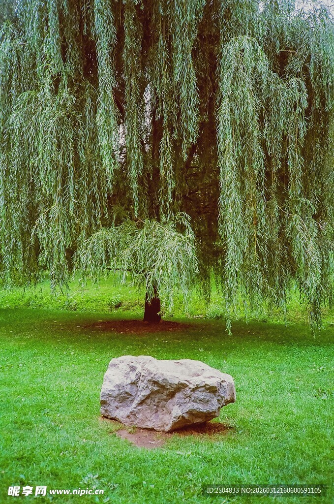 草坪上的巨石与垂柳
