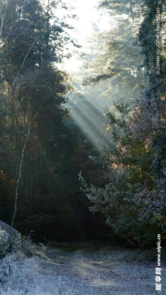 林间晨光 静谧自然之景