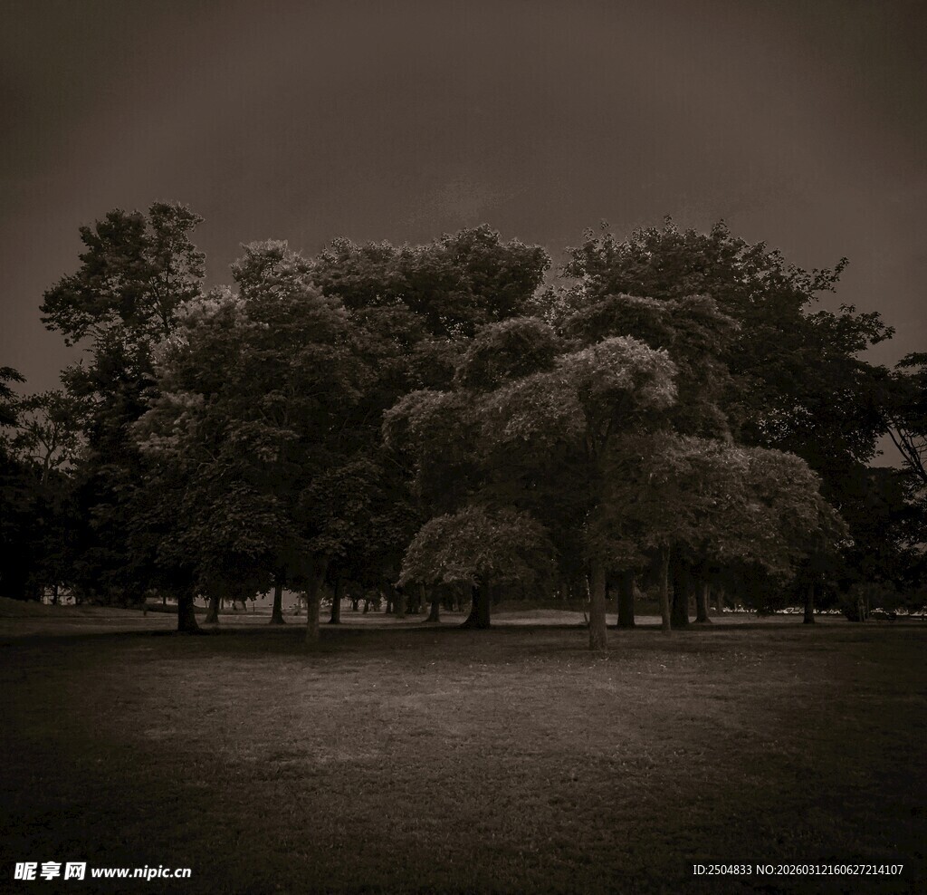 黄昏下的静谧树林