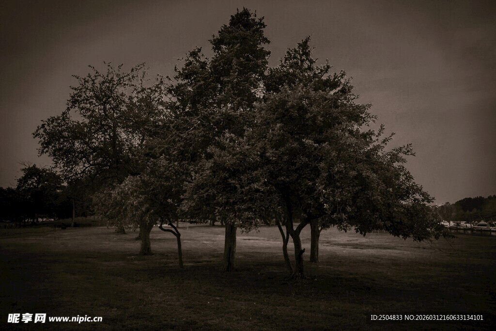 夜幕下的树木景观