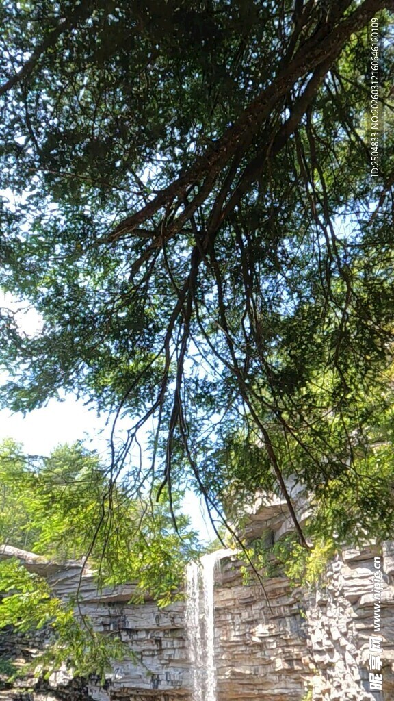 透过枝叶望古老石墙