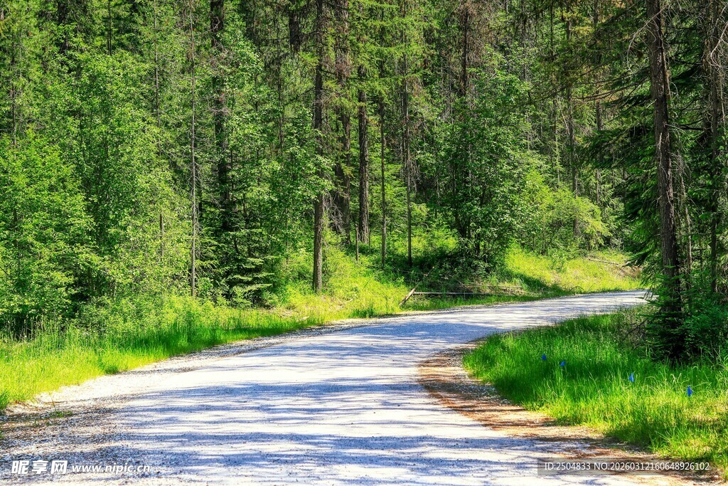 林间蜿蜒小路 绿意盎然