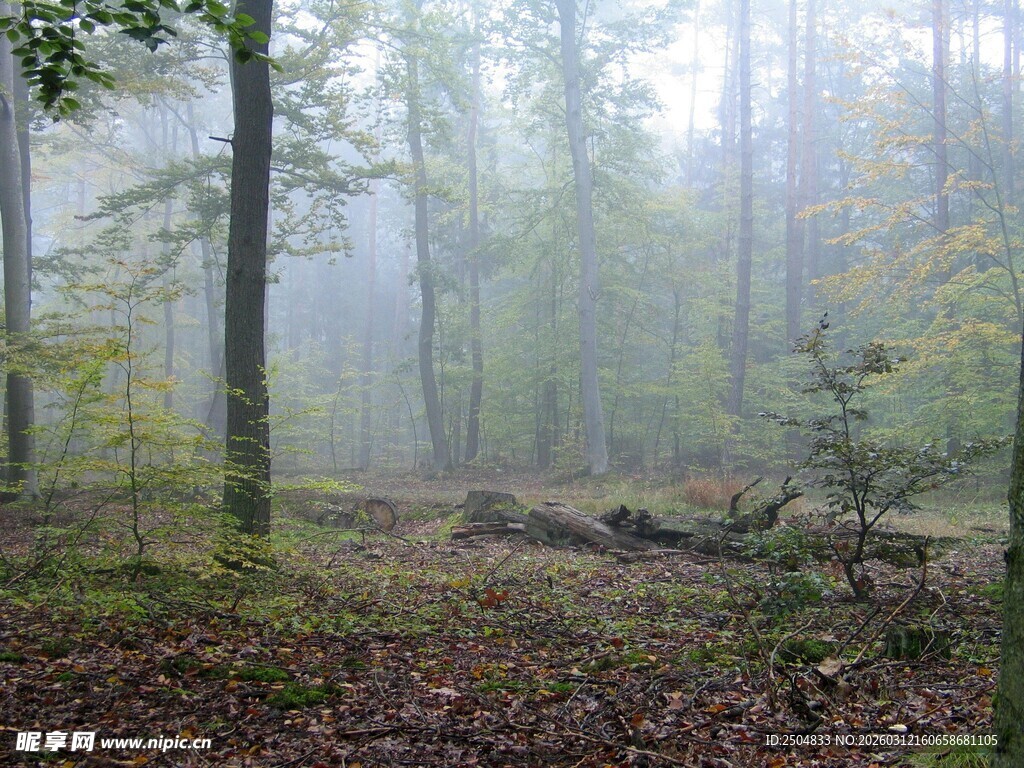 雾中静谧森林景象