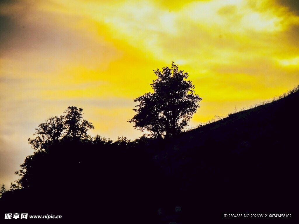 夕阳下的树木剪影