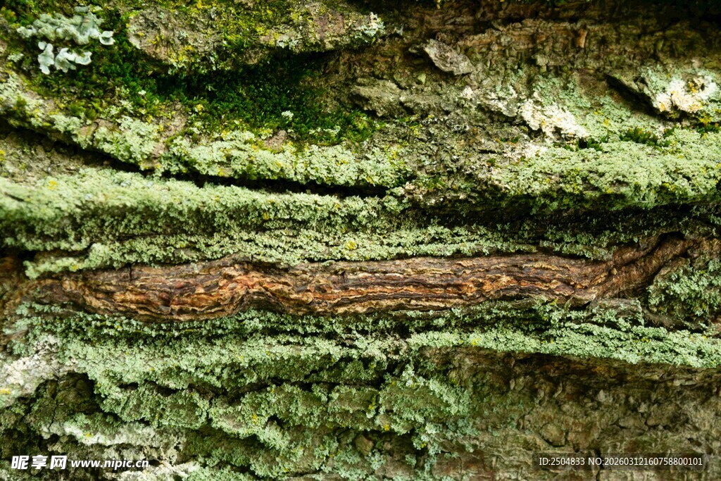 树皮上的绿色苔藓纹理