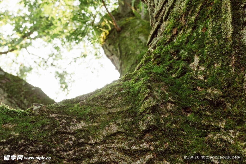 古树干上的盎然绿意