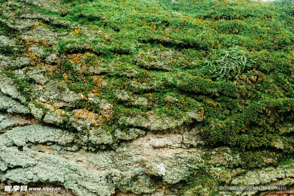 树皮上的翠绿苔藓