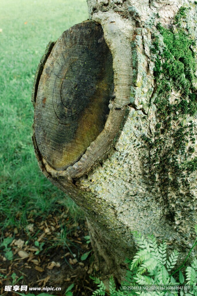 树桩截面特写