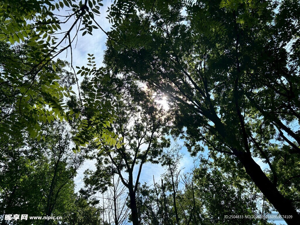 林间阳光透过茂密树冠