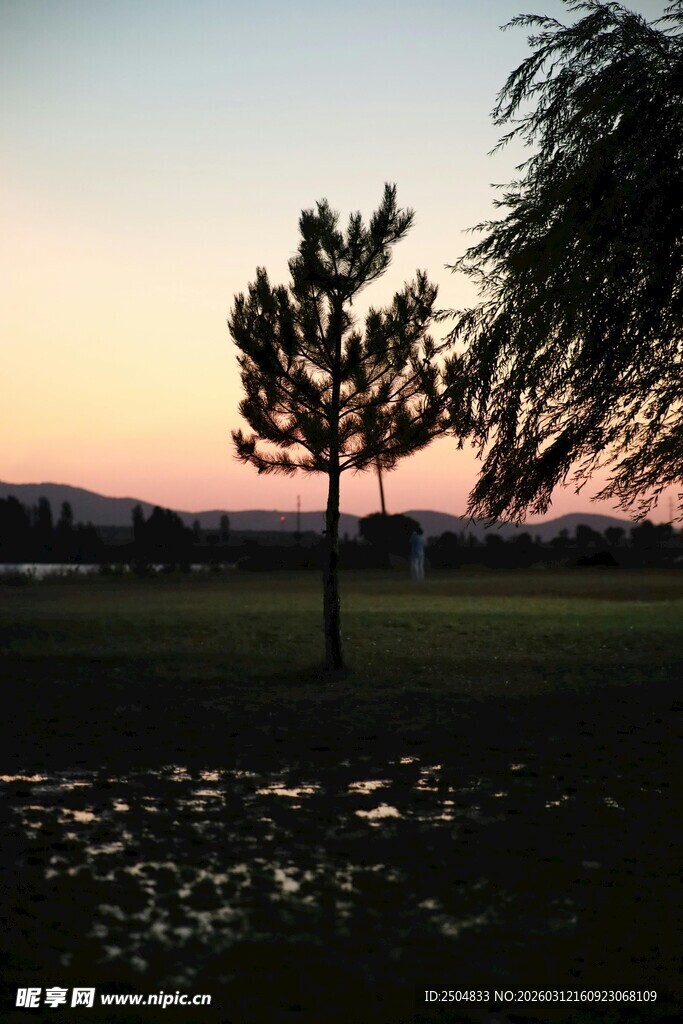 夕阳下的孤树与湿地美景