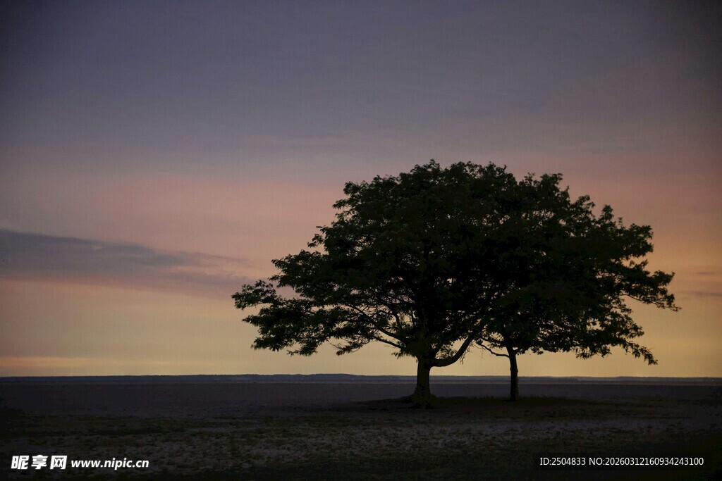 黄昏旷野中的孤独大树