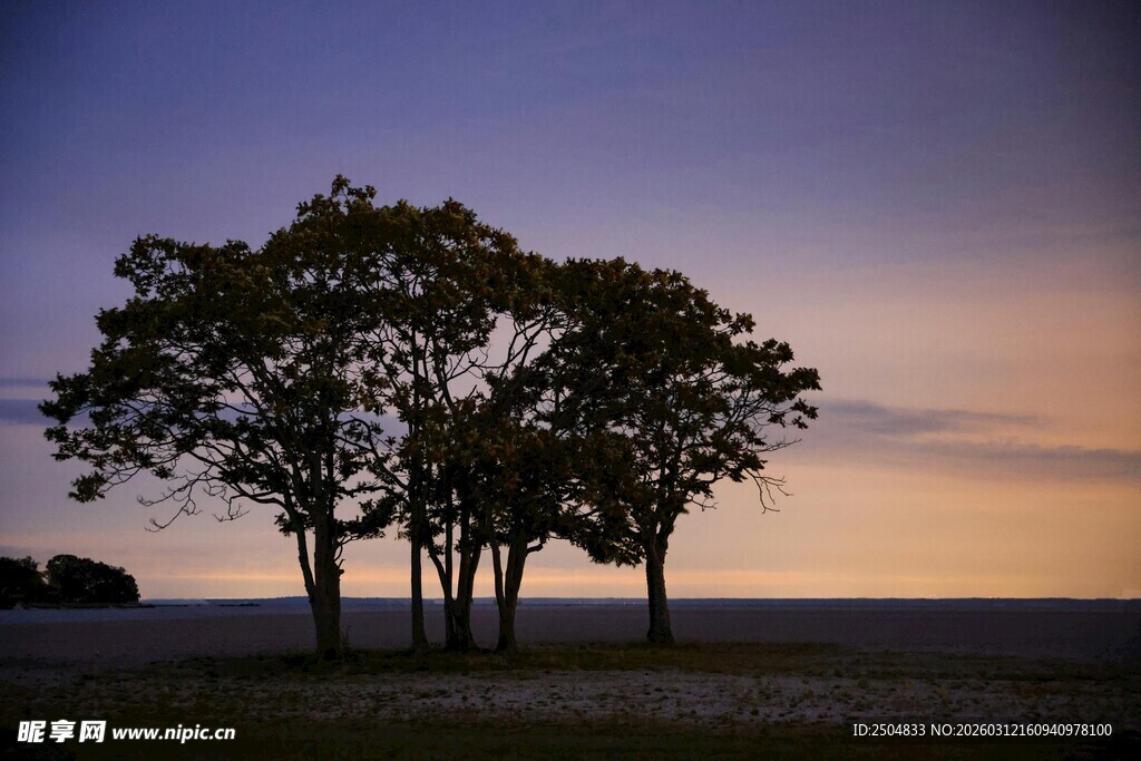 黄昏下的孤独树木景观