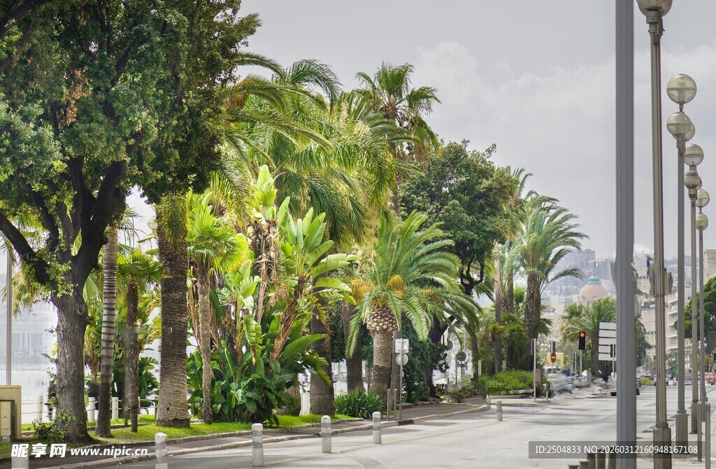 街道旁的葱郁棕榈树