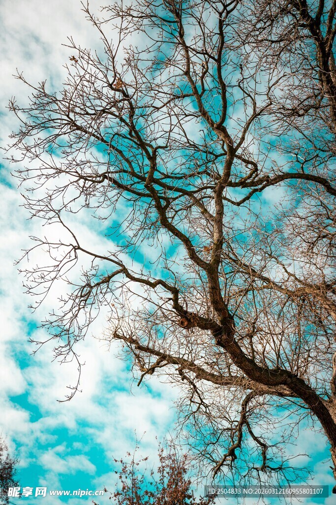 蓝天枯枝 自然萧瑟之景
