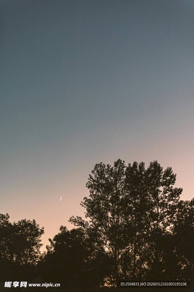 黄昏下的树木剪影