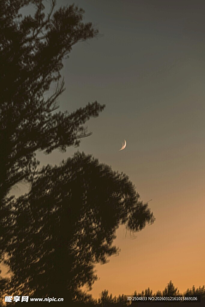 黄昏时分树影与天边月牙