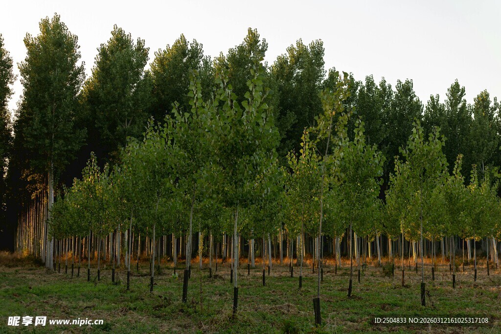 乡村绿树成排风景图