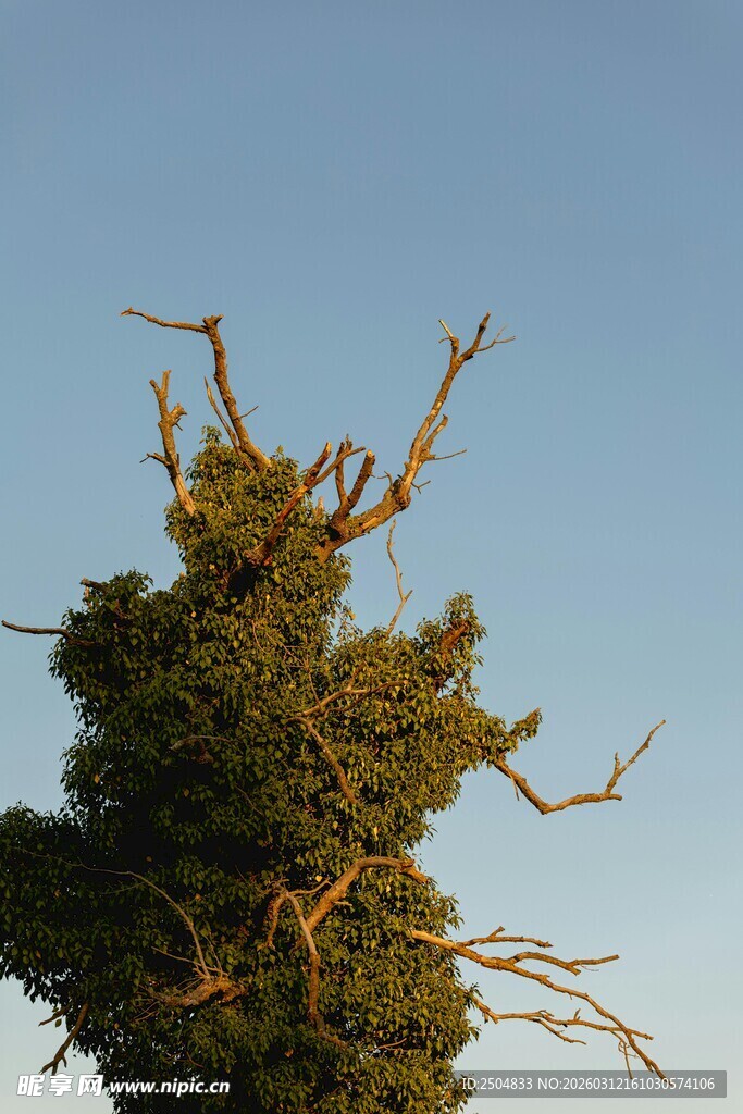 枯树顶的生机