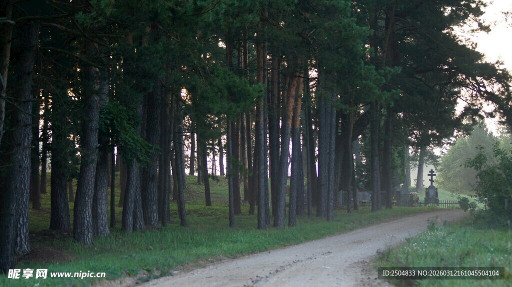 林间小道 静谧自然之景
