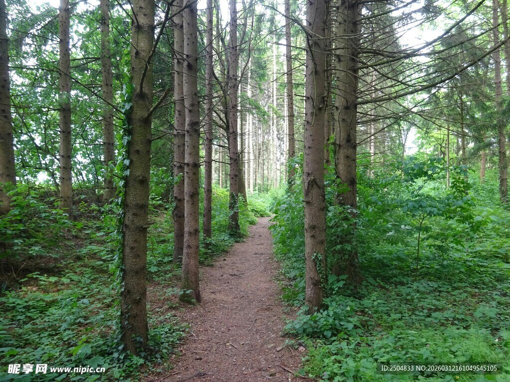 林间小径 漫步自然之境