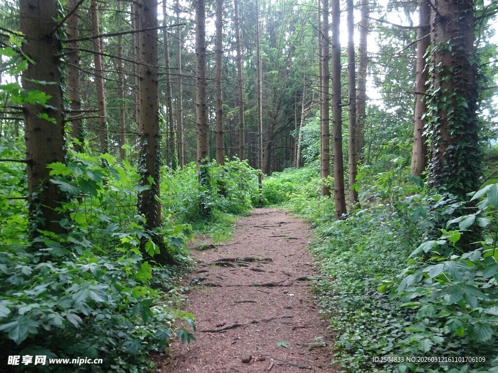 林间小径 绿意盎然的自然景