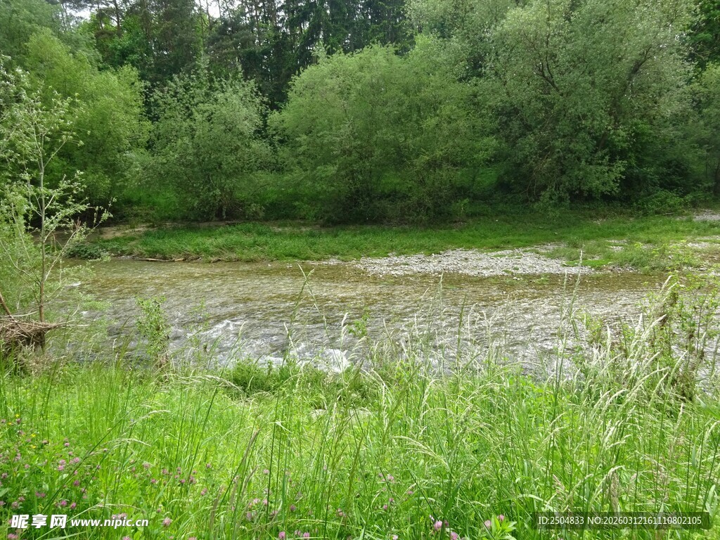 绿意盎然的湿地景观