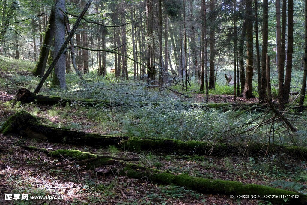 静谧森林中的倒下树木