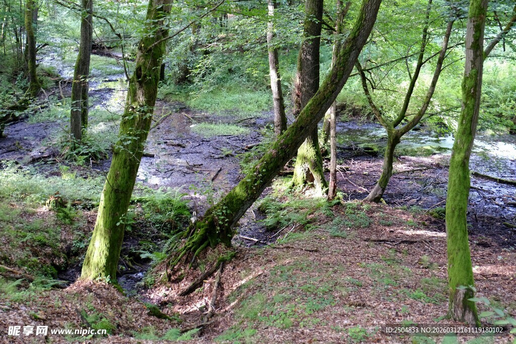 森林中蜿蜒的老树根系