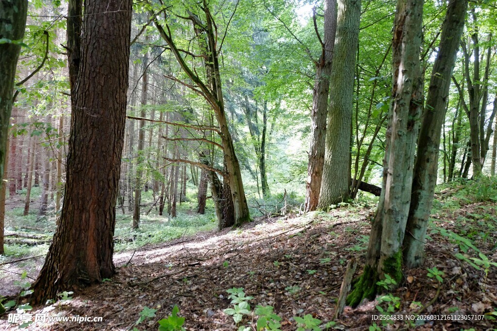 静谧森林林间小径景象