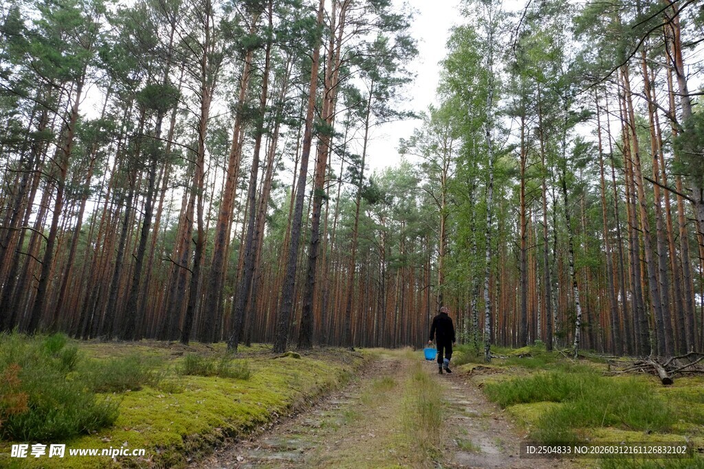漫步林间小道的孤独身影