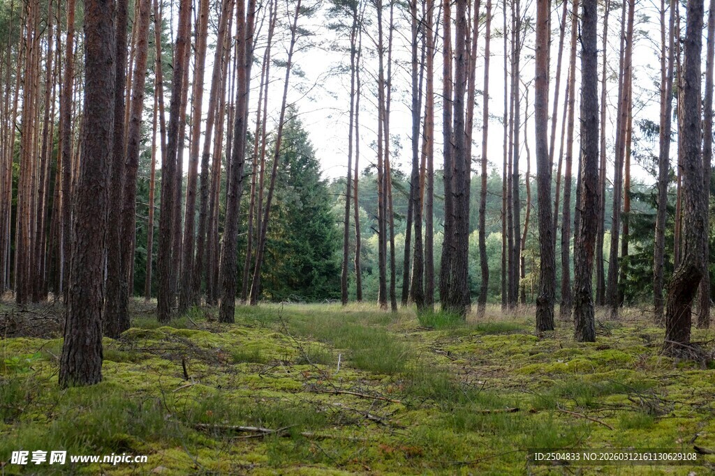 静谧森林中的绿意景致